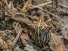 Ancyrosoma leucogrammes